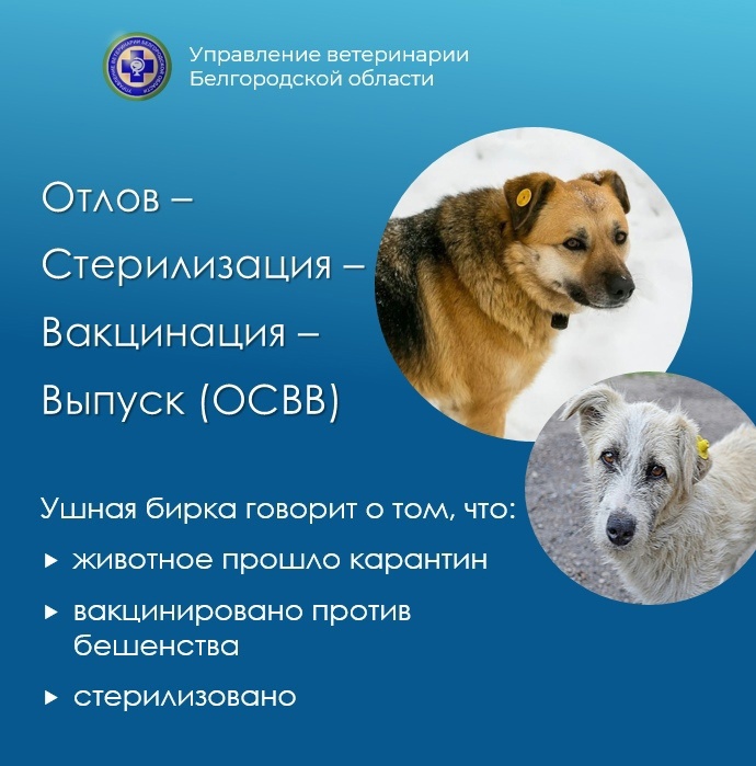 Информация управления ветеринарии Белгородской области