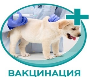 Внимание! Бесплатная вакцинация животных против бешенства.